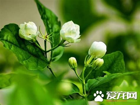 茉莉花怎麼種|茉莉花種子的種植方法和時間